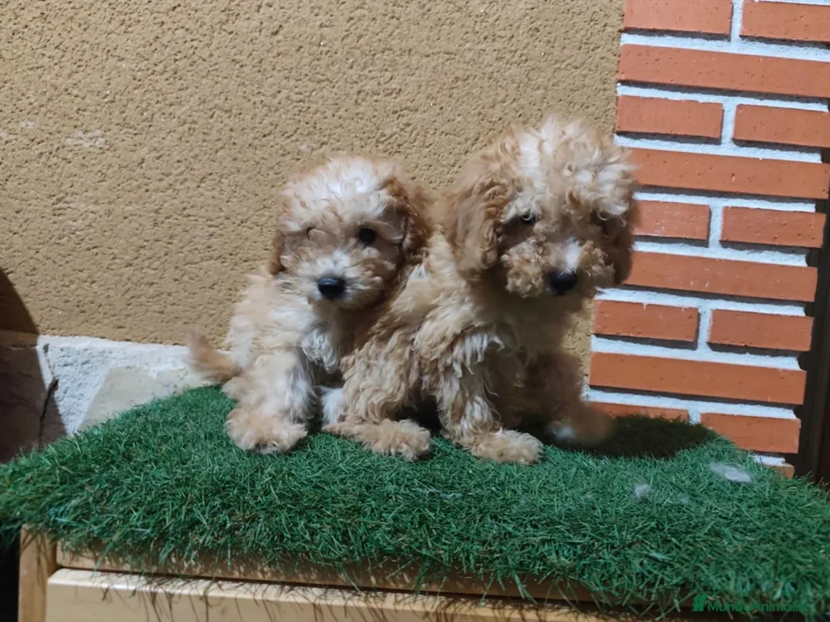 Caniche toy 🧡 listo para entregar