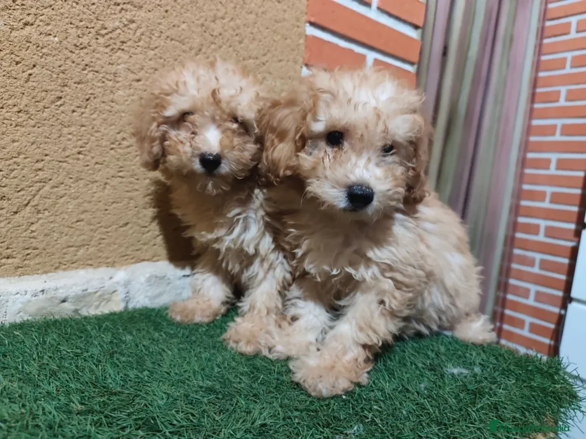 Caniche toy 🧡 listo para entregar