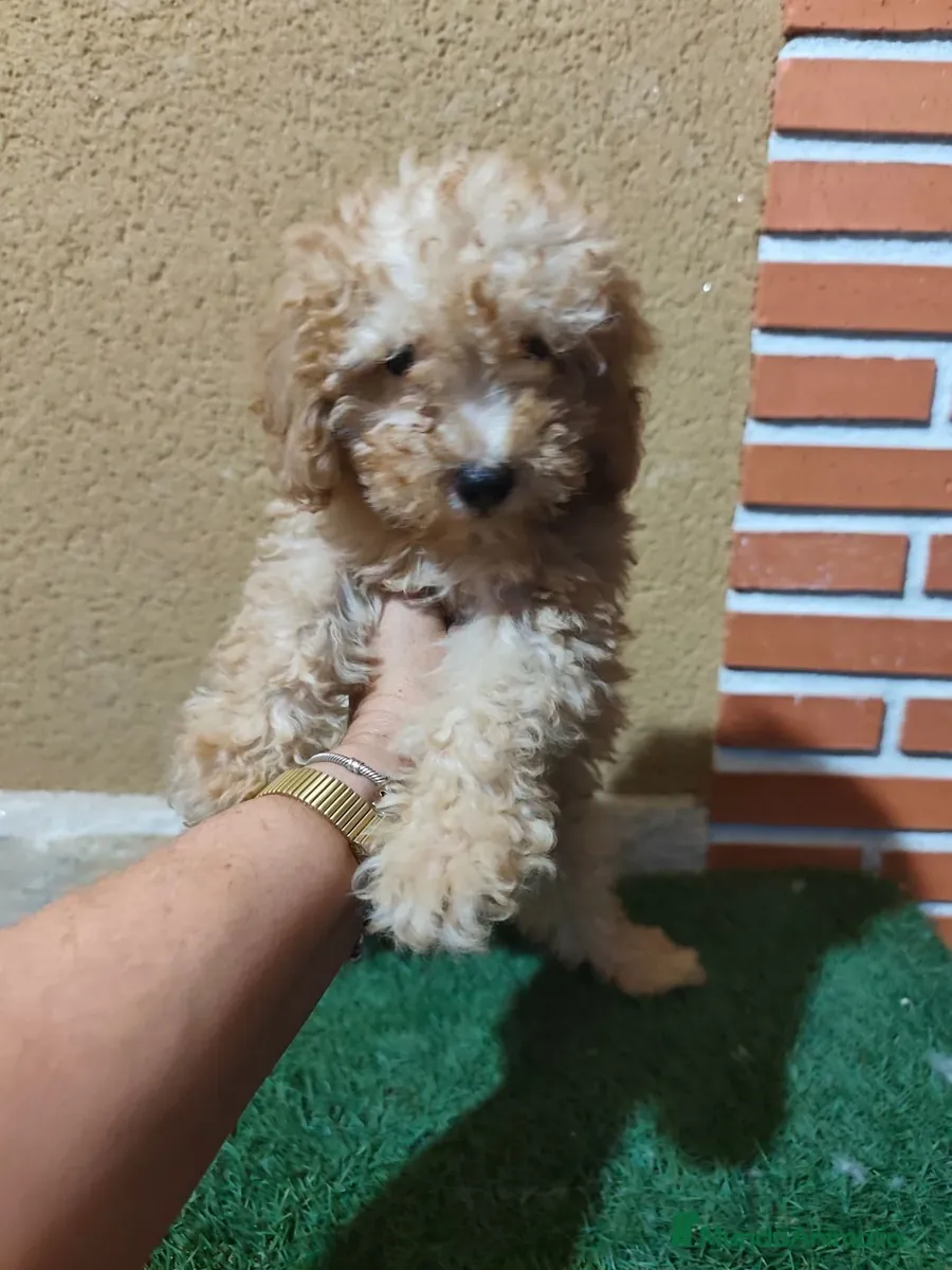 Caniche toy 🧡 listo para entregar