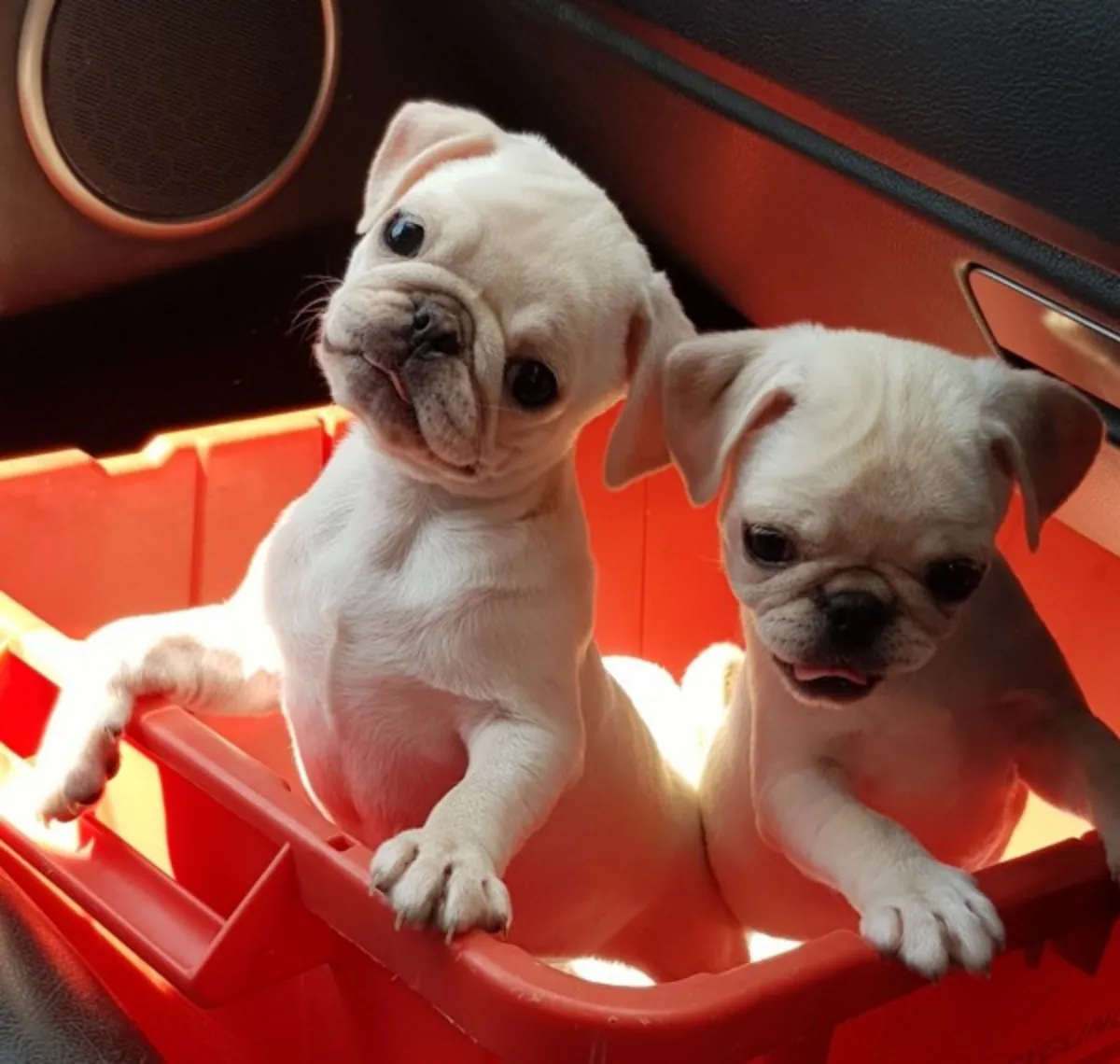 Pug Puppies from Vanessa Simo