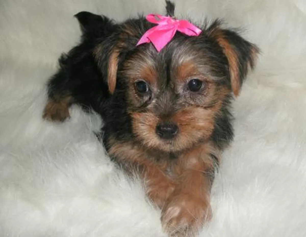 Cachorros adorables de Yorkshire Terrier listos para entrega inmediata.
