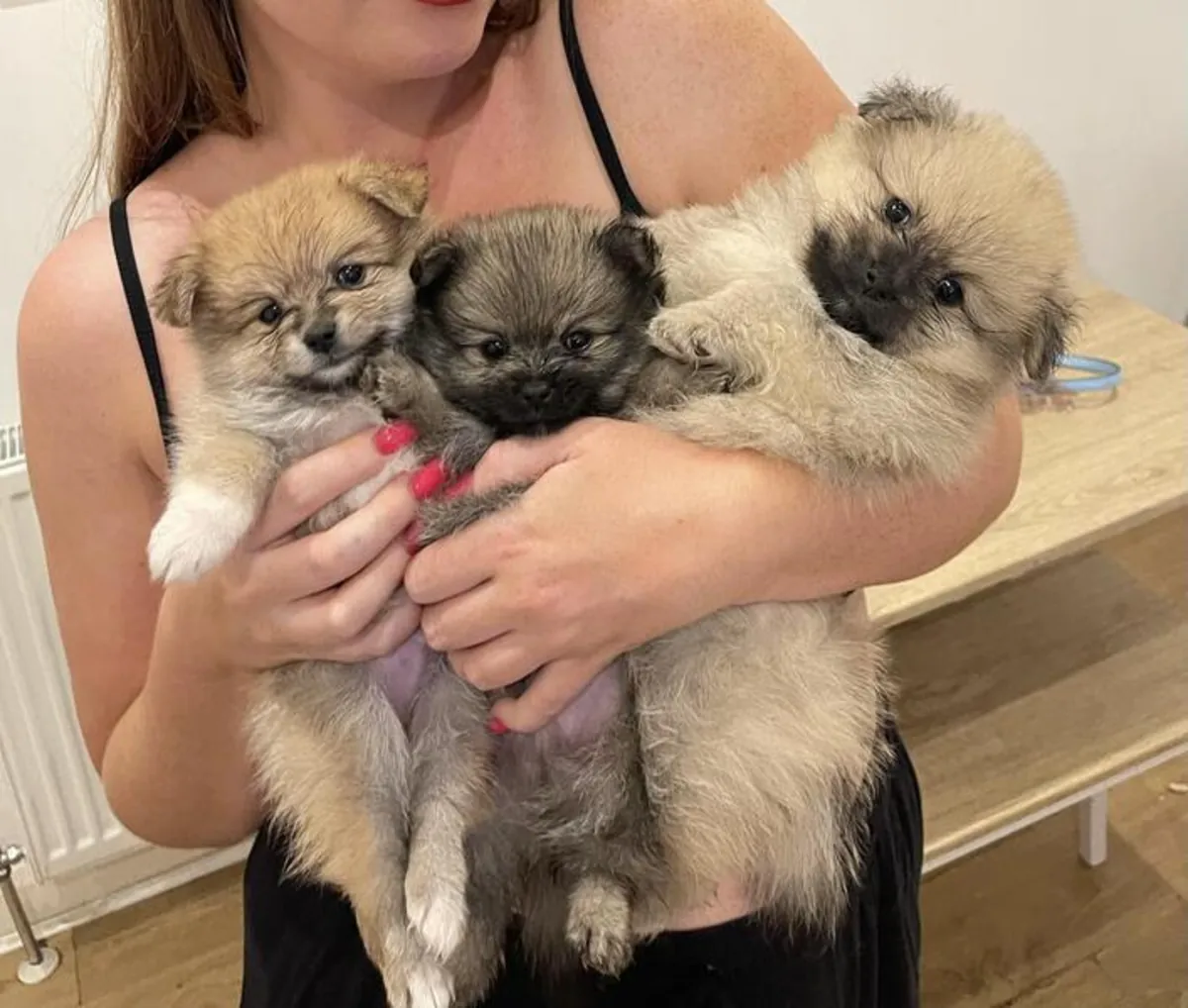 Preciosos cachorros Pomerania, machos y hembras.