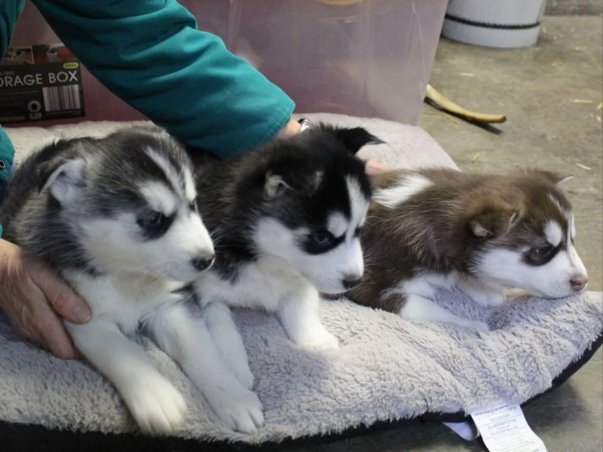 Cachorros de husky siberiano de raza pura