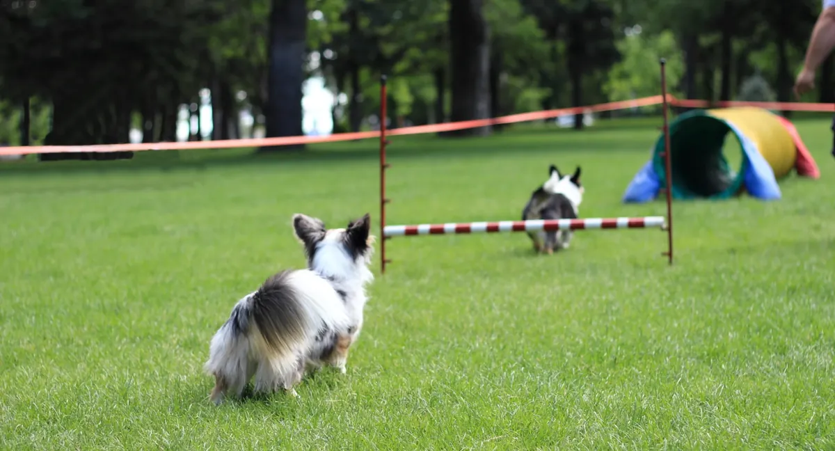经验丰富的训犬师提供犬类训练 - Berlin