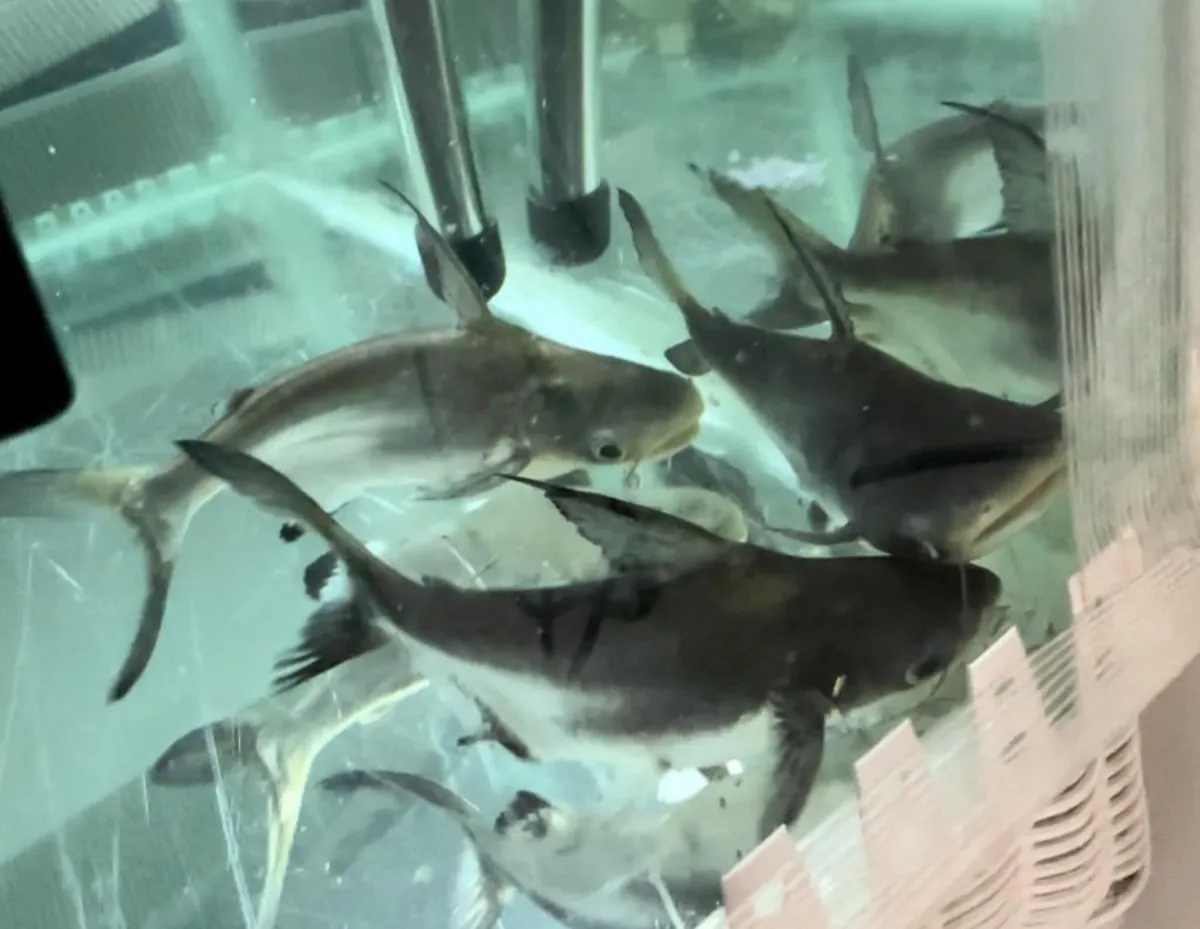 三个月大的小鲨鱼