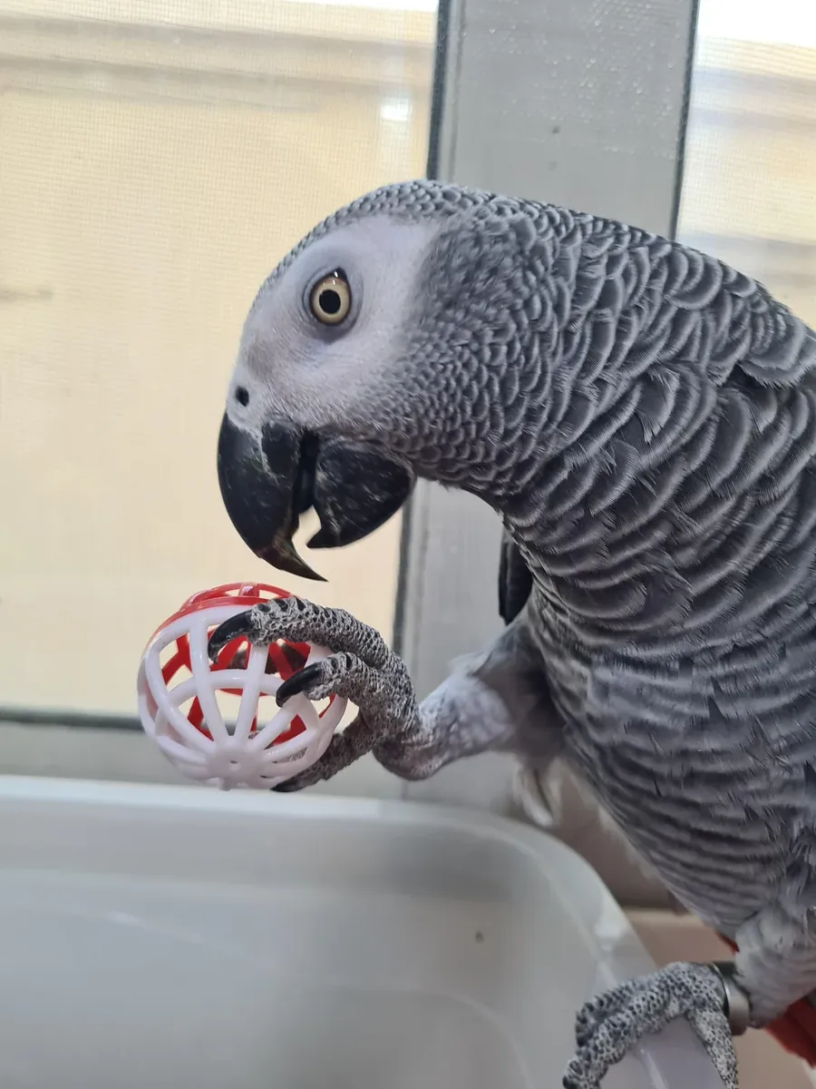 Loro gris africano que se acostumbró a vivir con personas