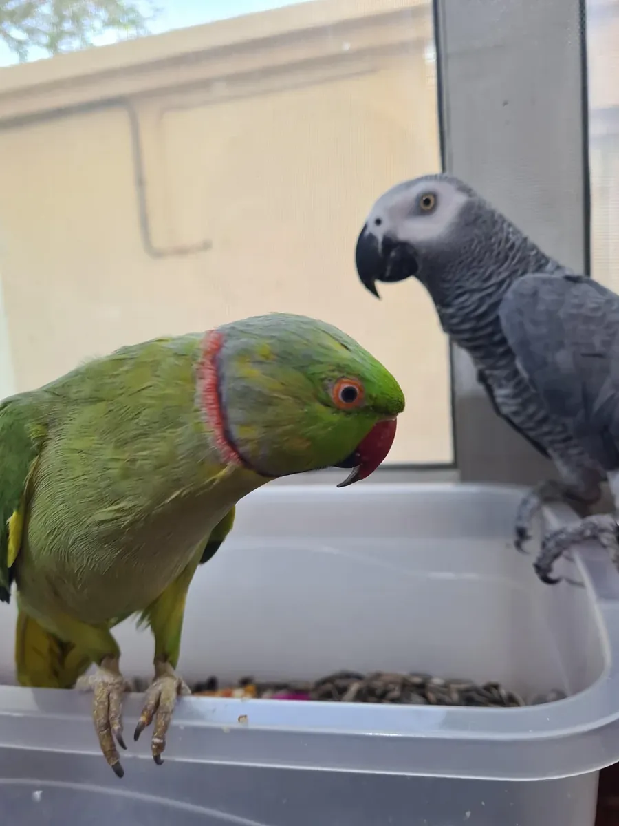 Loro gris africano que se acostumbró a vivir con personas