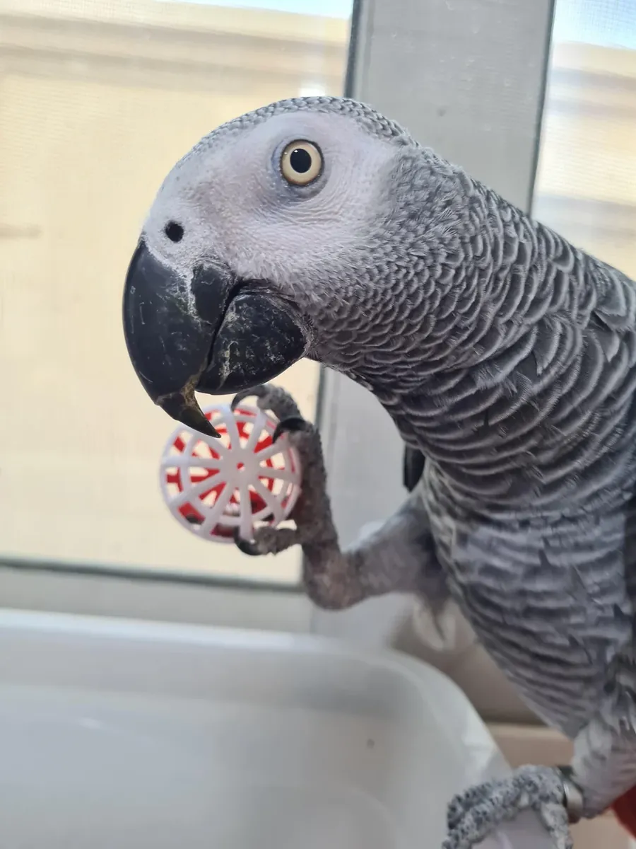 Loro gris africano que se acostumbró a vivir con personas