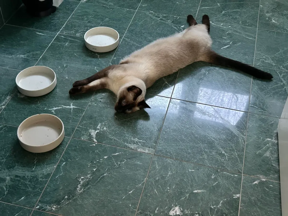 Gato siamés curioso que siempre quiere observar todo