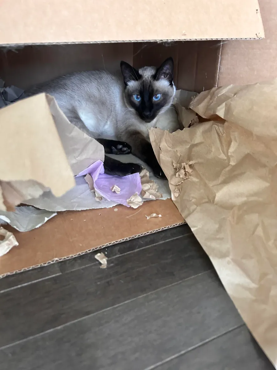 Gato siamés curioso que siempre quiere observar todo