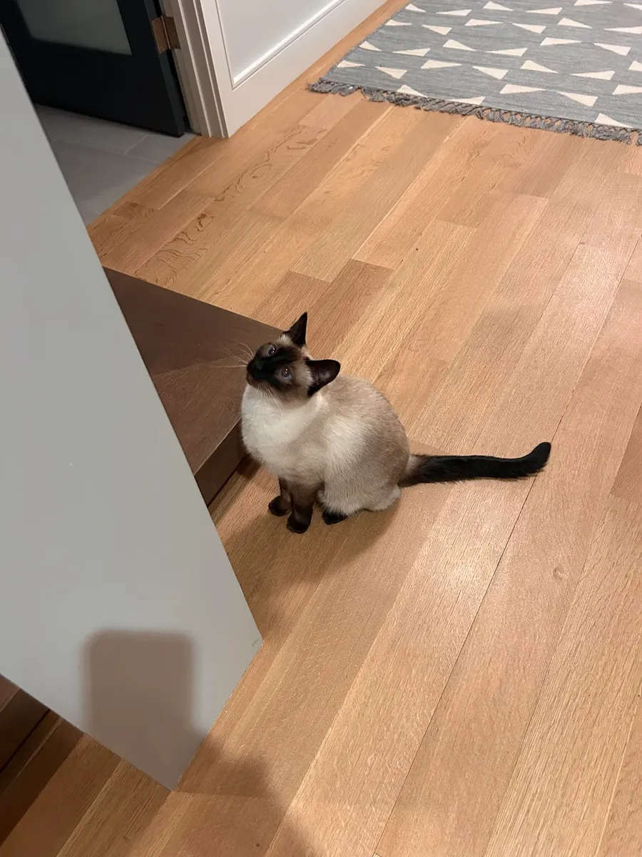 Gato siamés curioso que siempre quiere observar todo