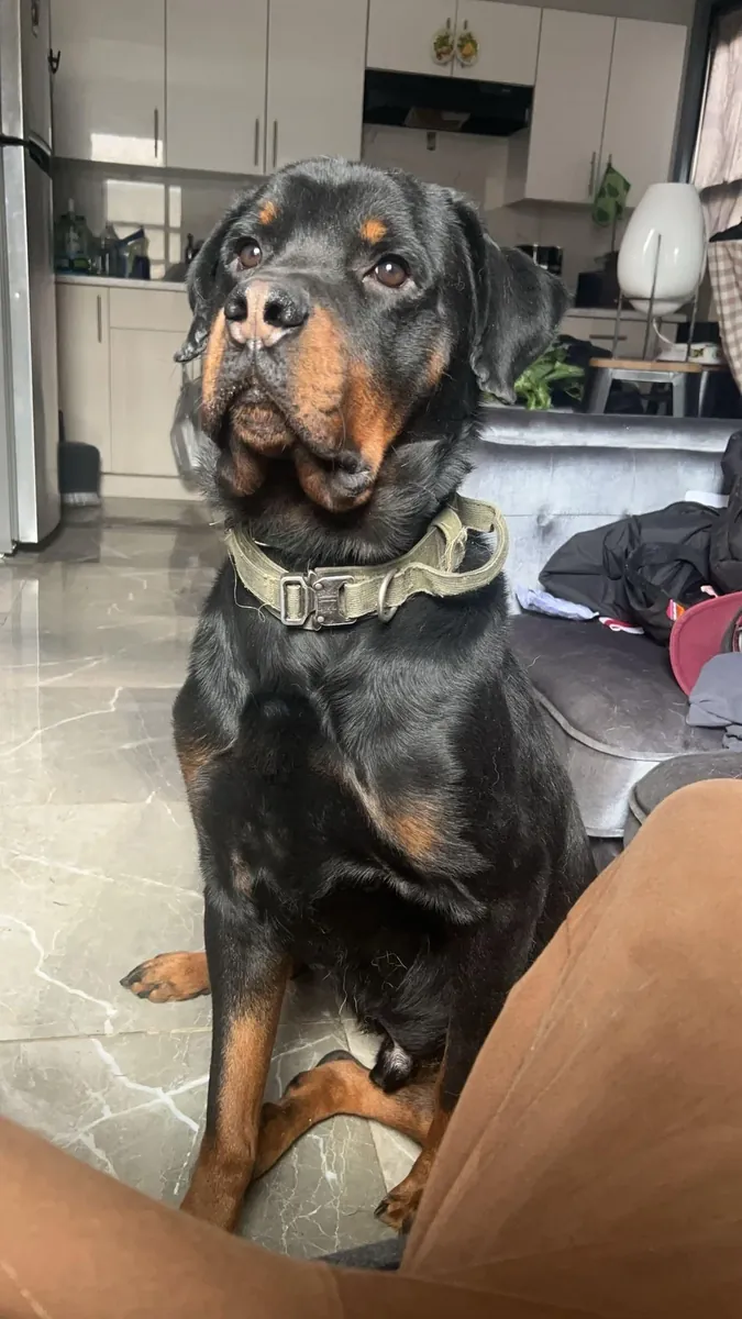Rottweiler equilibrado criado con rutina familiar