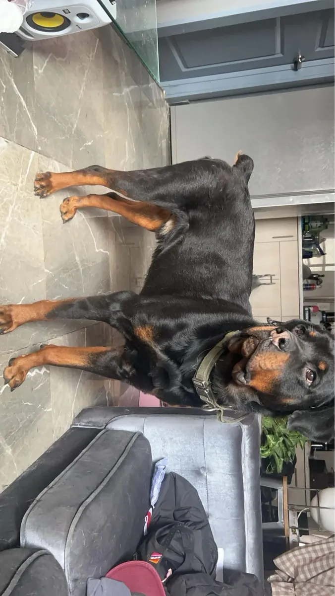 Rottweiler equilibrado criado con rutina familiar