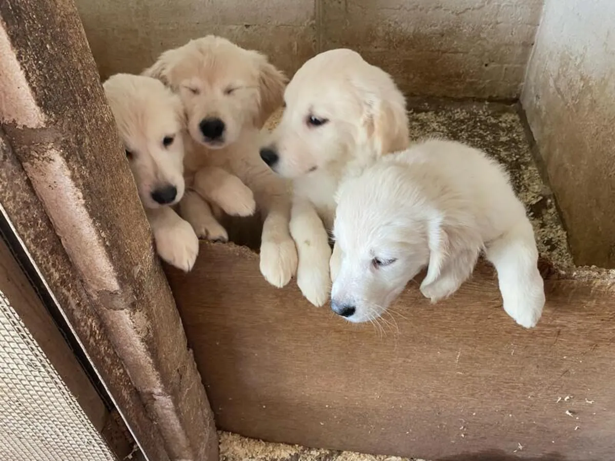 Cachorros Golden Retriever de pura raza