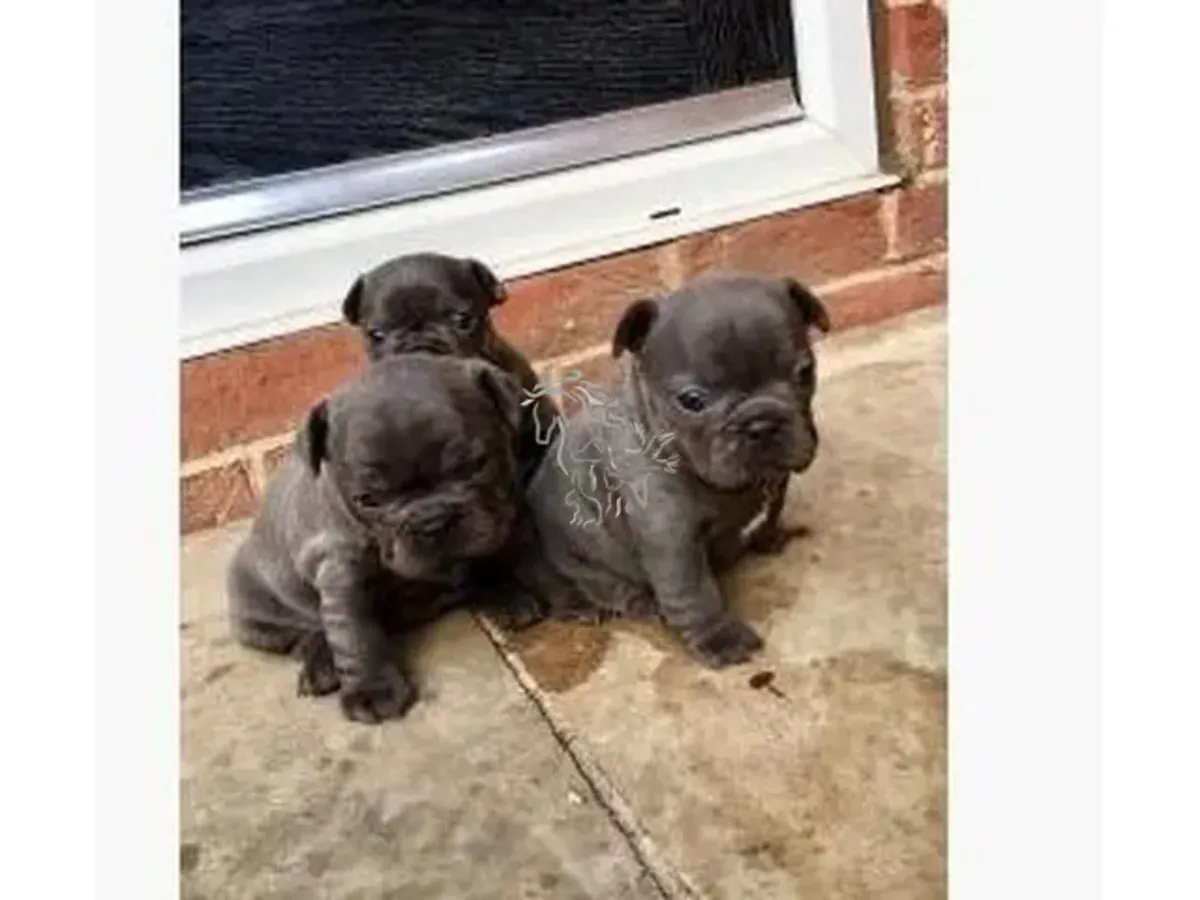 法国斗牛犬幼犬