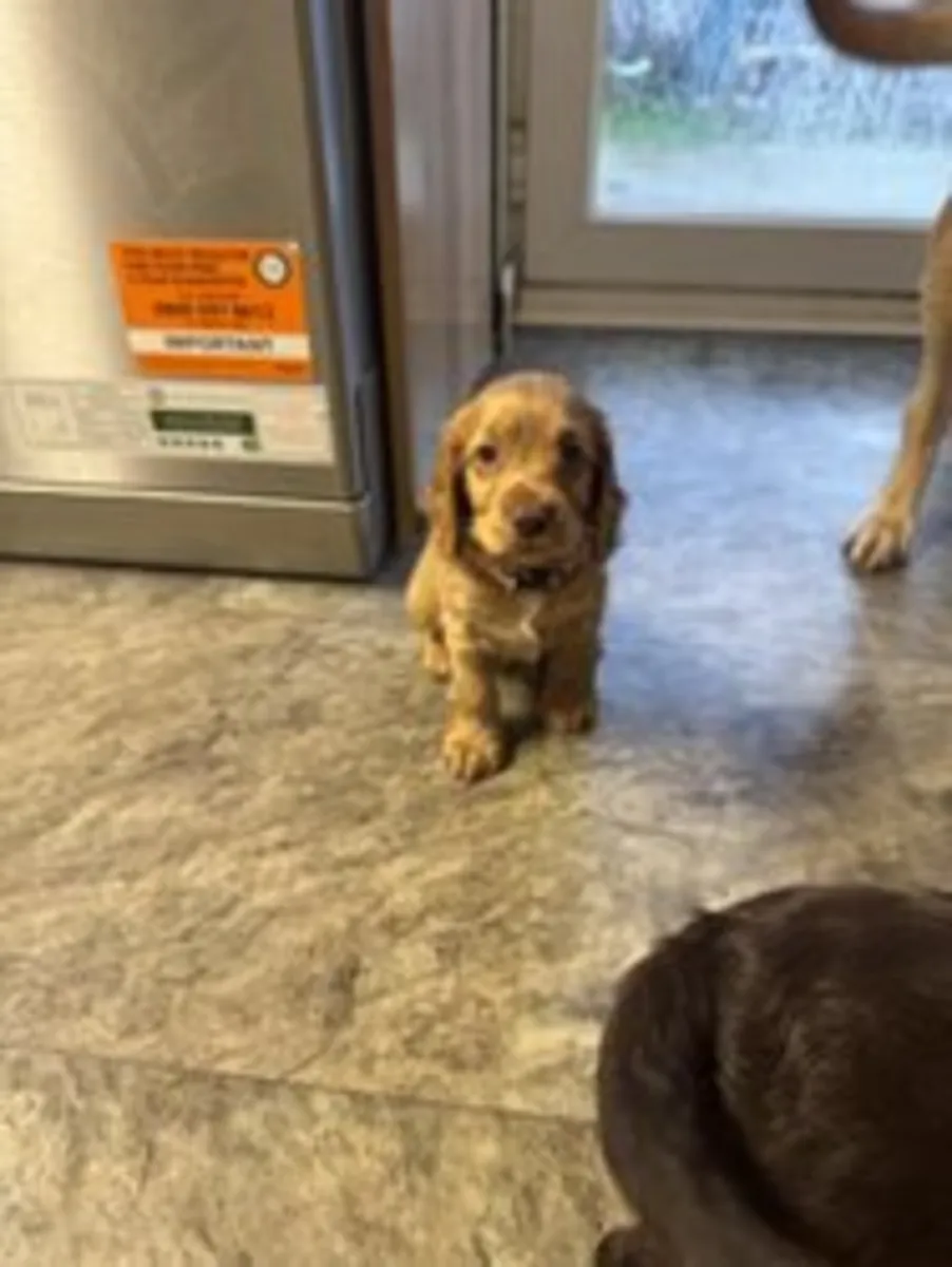 Cocker spaniel yavruları