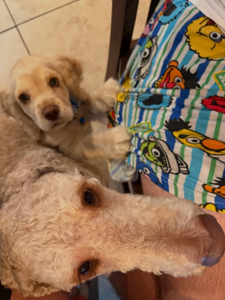 Cocker spaniel yavruları