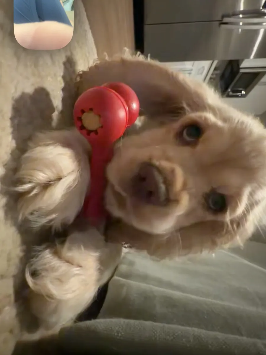 Cocker spaniel yavruları