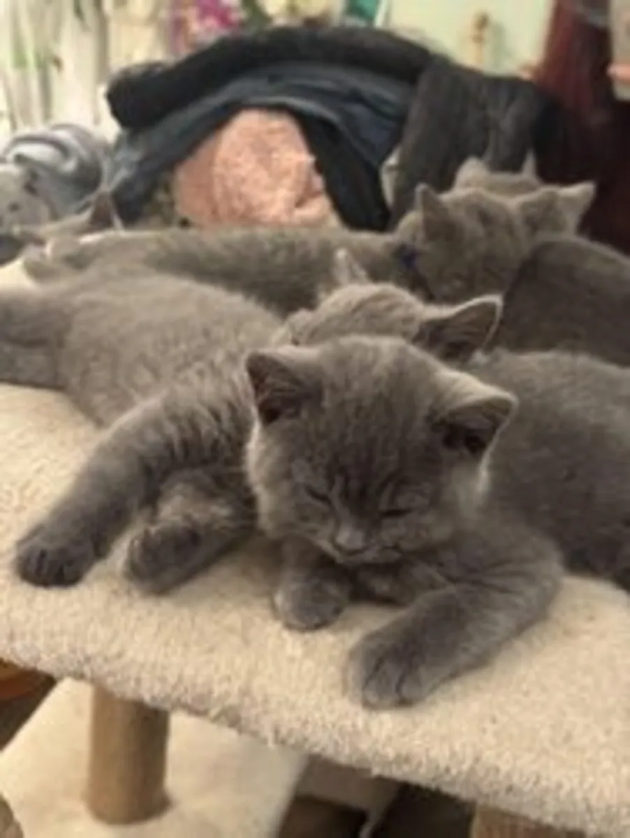 Jolis chatons britanniques mâles et femelles à poils courts