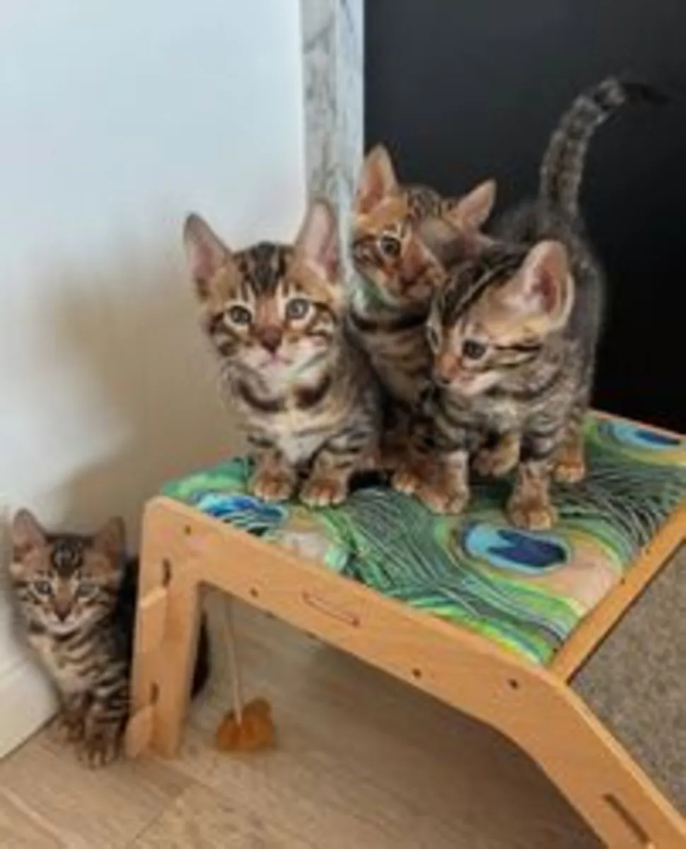 Bébés bengals mignons