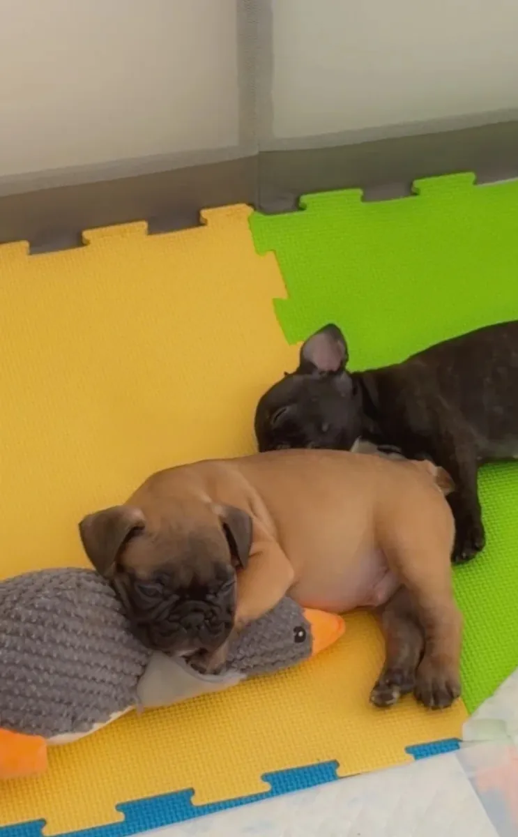 French bulldog