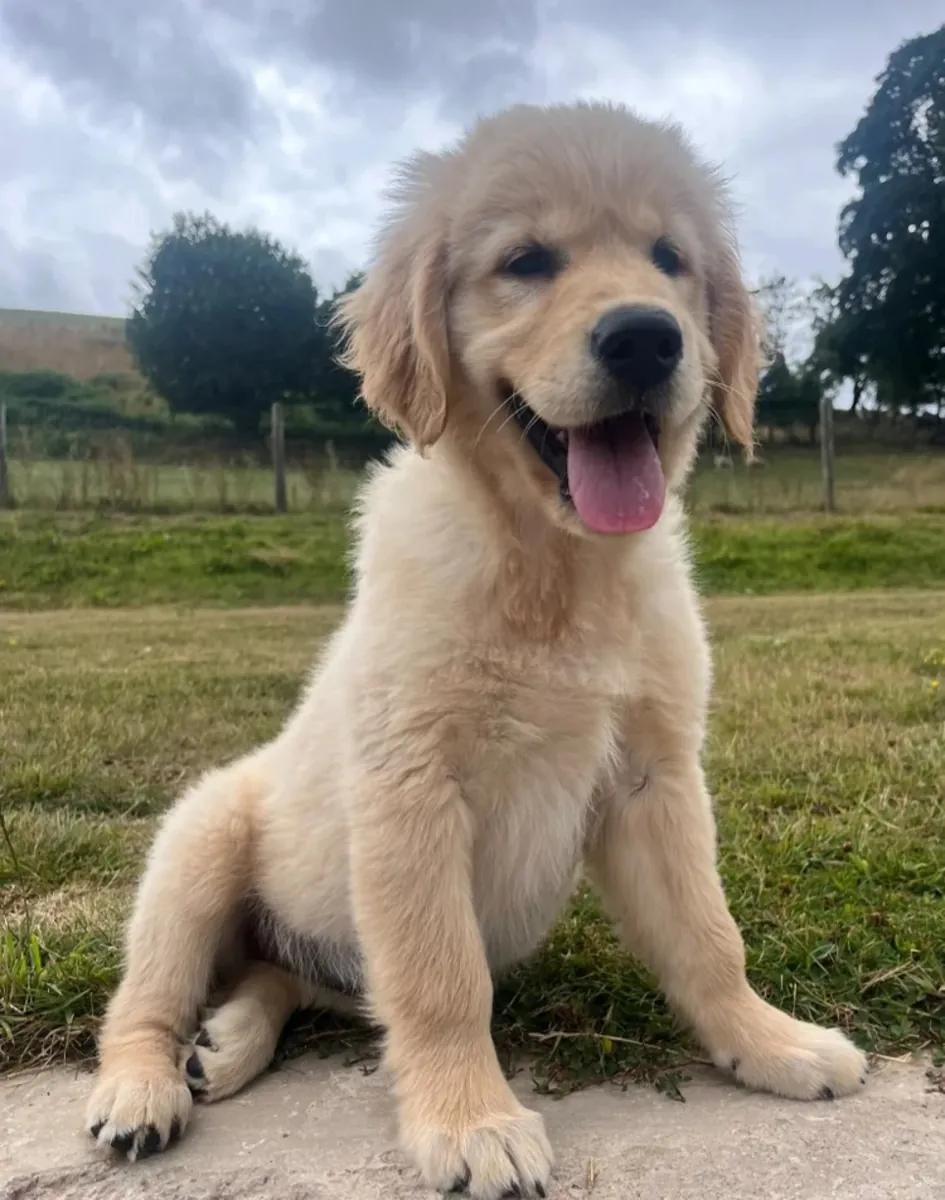 Beautiful KC Golden Retriever Puppies