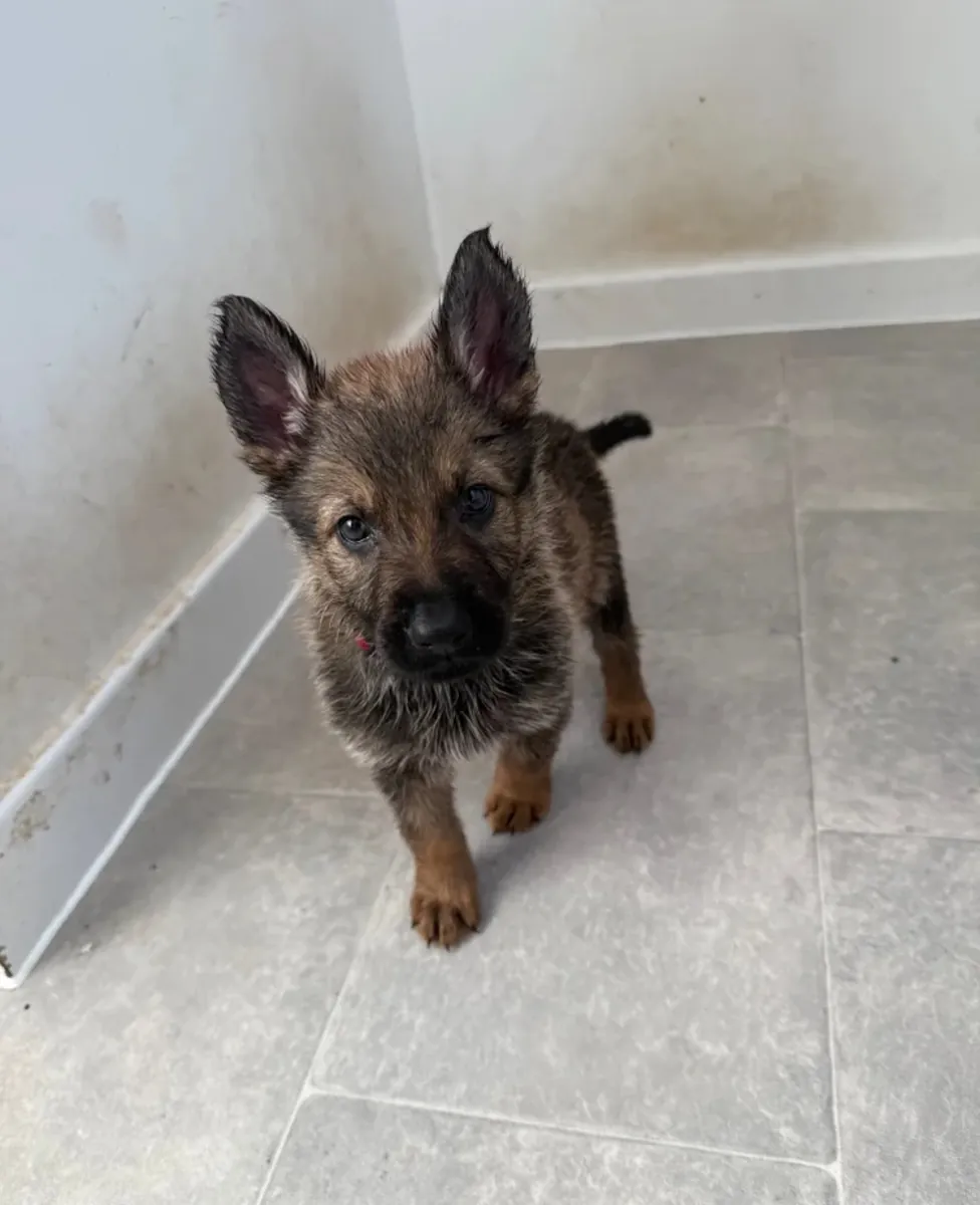 Chiots Berger Allemand – Fille et Garçon Disponibles