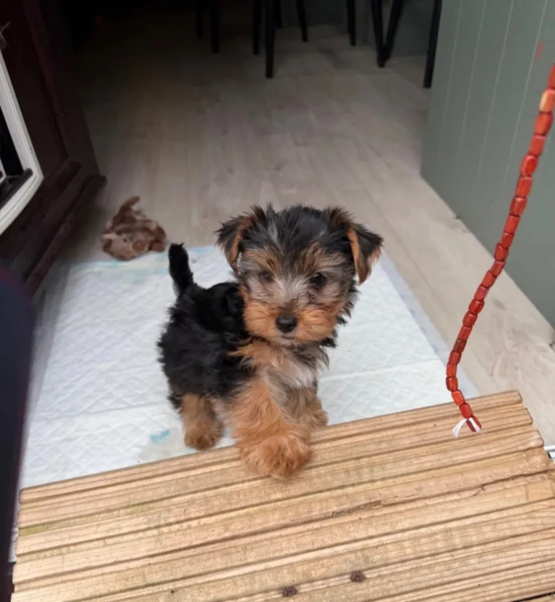 Adorable Yorkshire Terrier Puppies for Sale 🐾