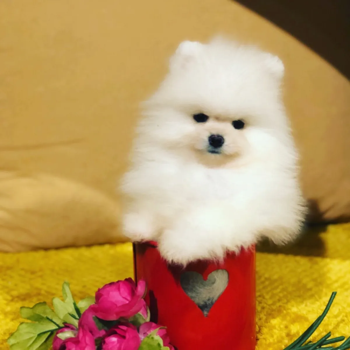 Štěňata pomeranianů pro dobrý domov