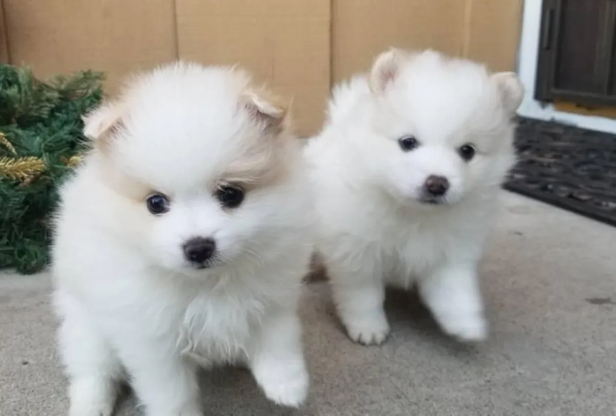 Preciosos cachorros pomeranos listos de inmediato
