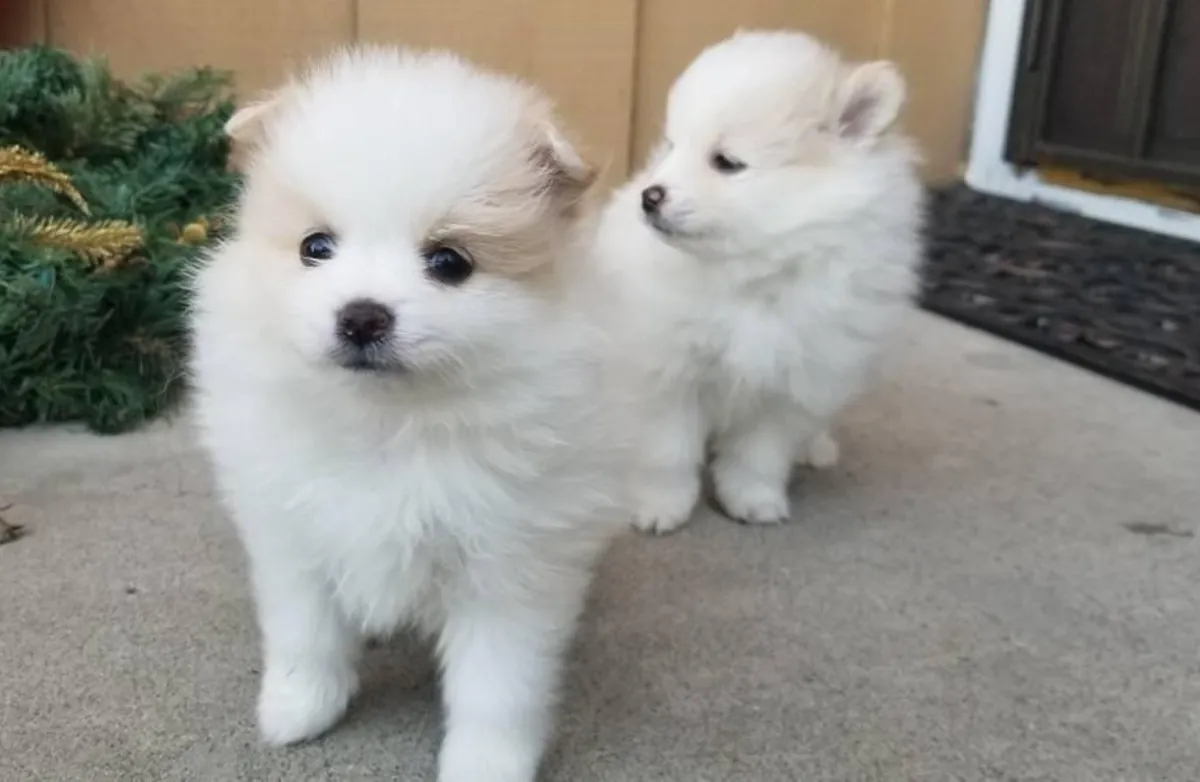 Gesunde Pomeranian-Welpen suchen ein neues Zuhause