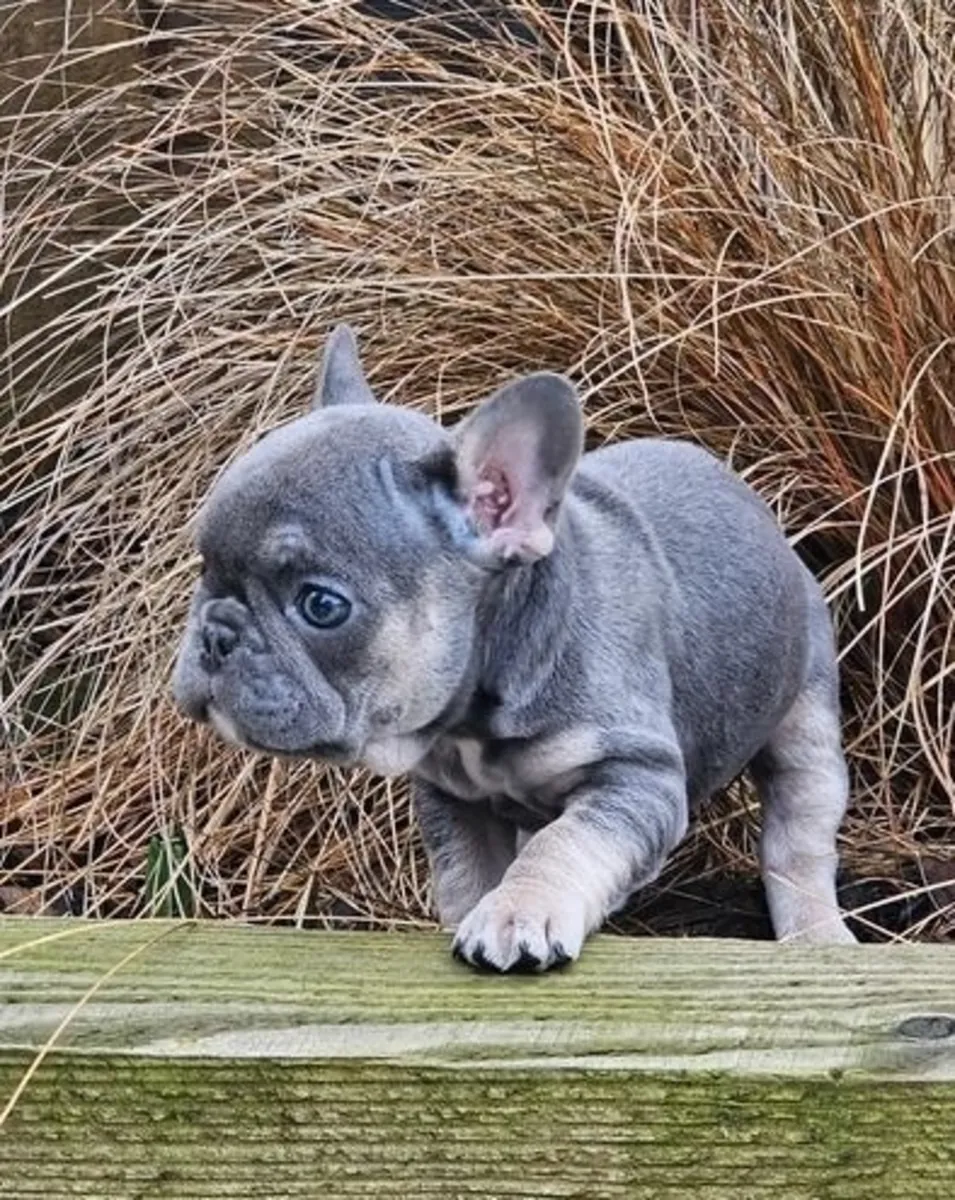 漂亮的法国斗牛犬小狗