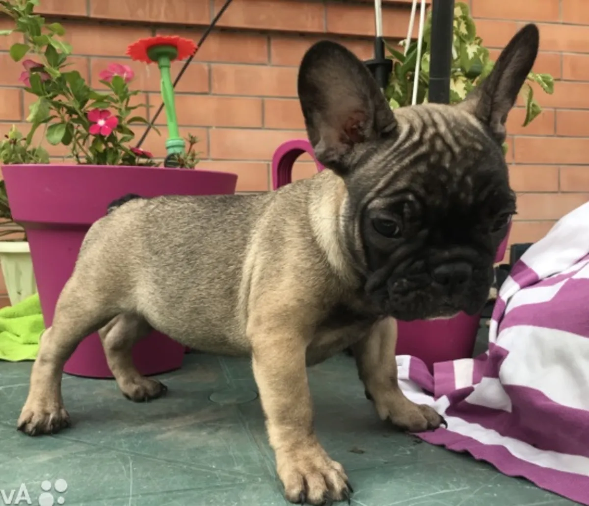 漂亮的法国斗牛犬小狗