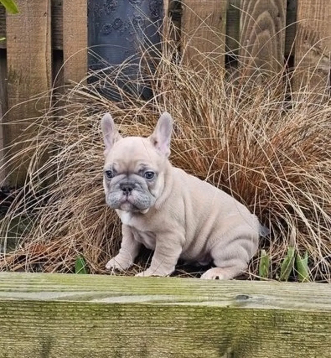 Kauniita ranskanbulldogin pentuja