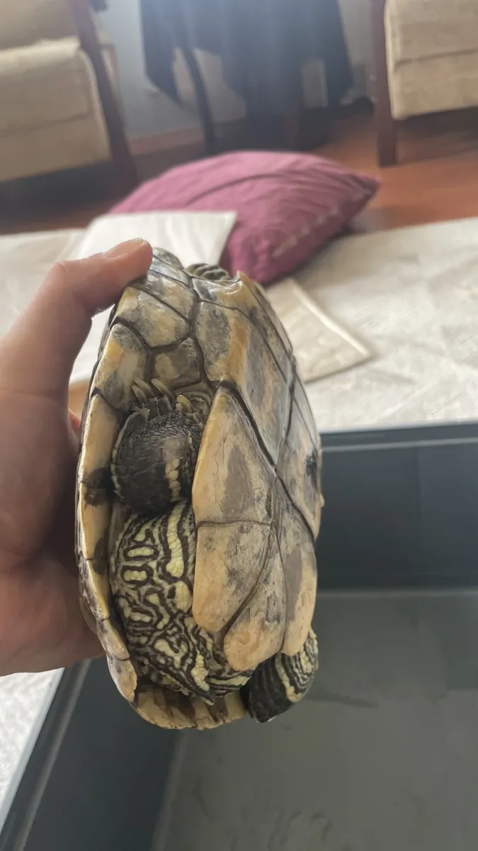 Tortue à tête rouge