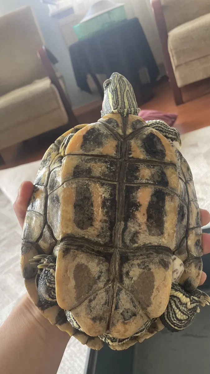 Tortue à tête rouge