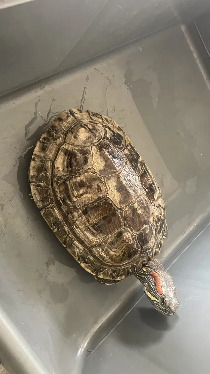 Tortue à tête rouge