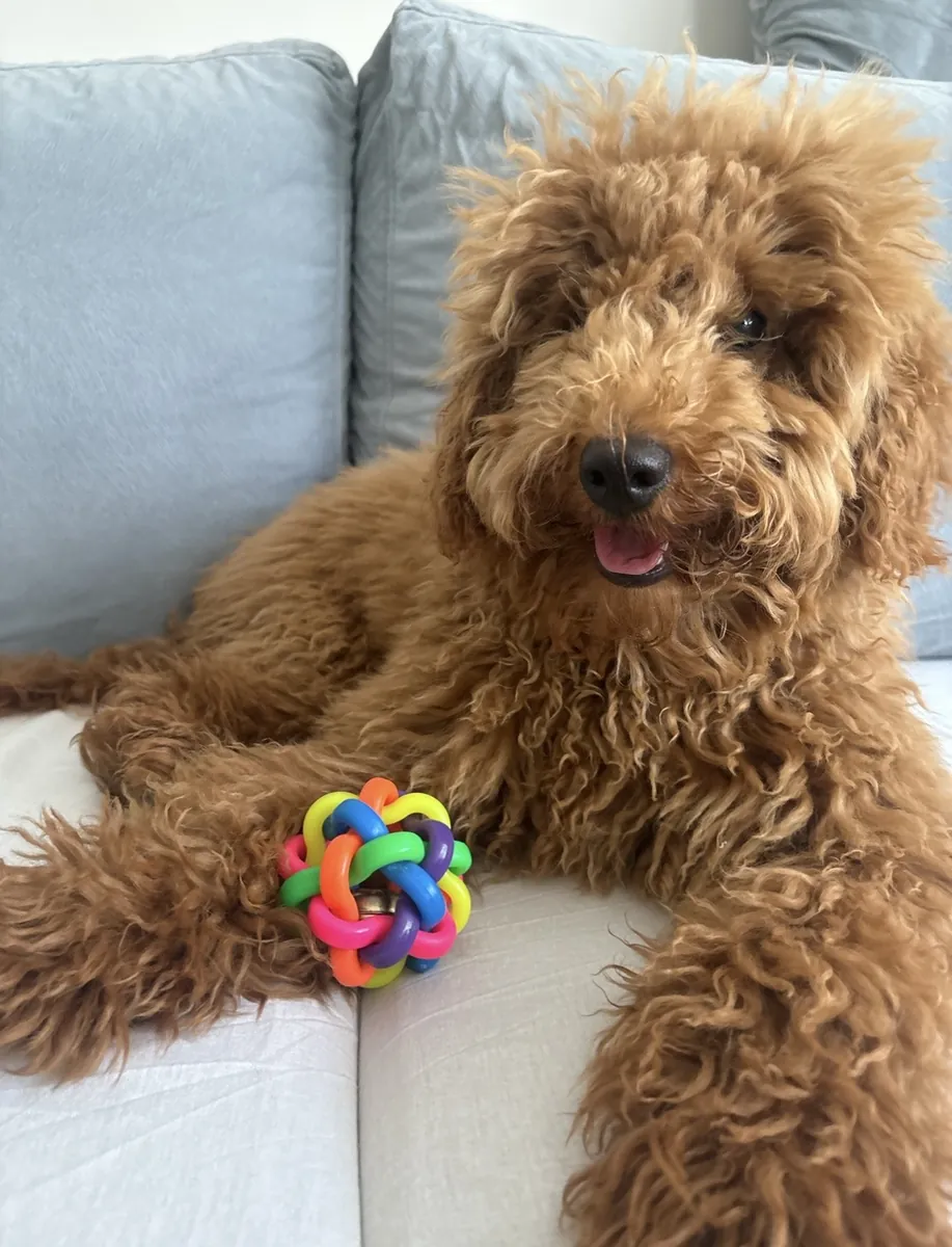 Oyuncu Toy Poodle 