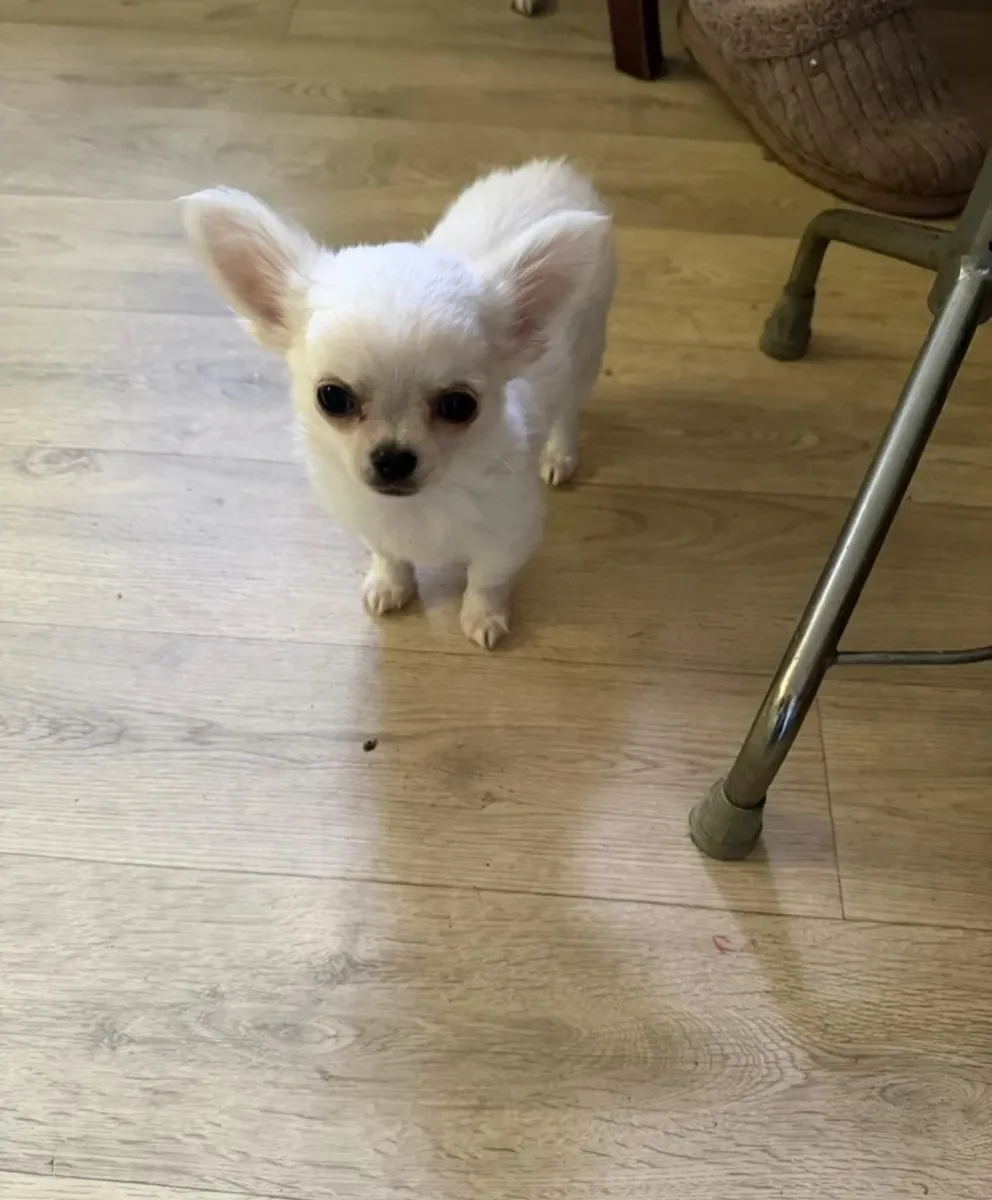 长毛吉娃娃小狗