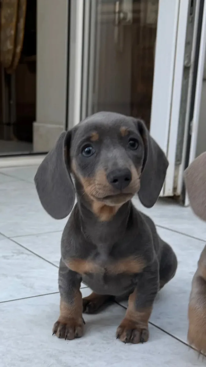 迷你腊肠犬