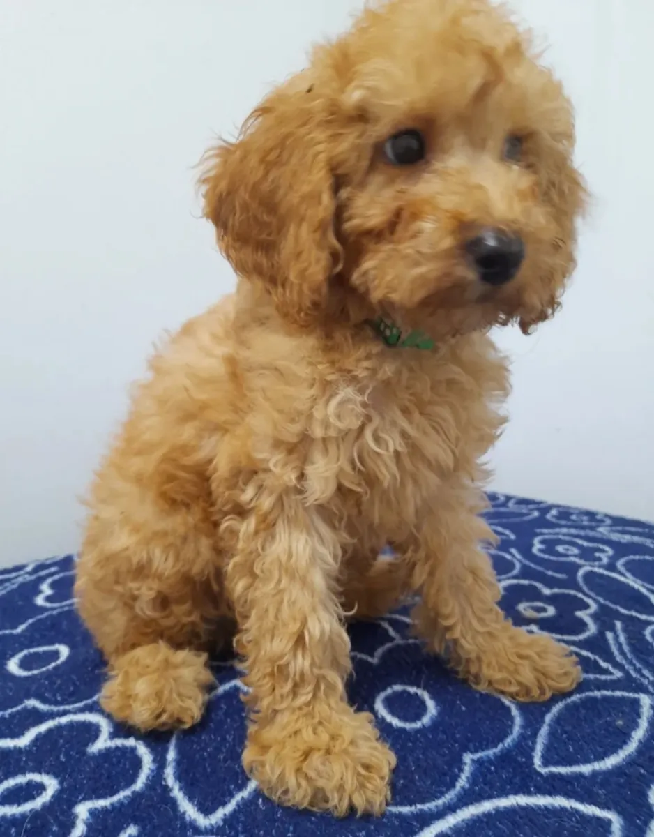 Beautiful miniature poodle puppies ready now