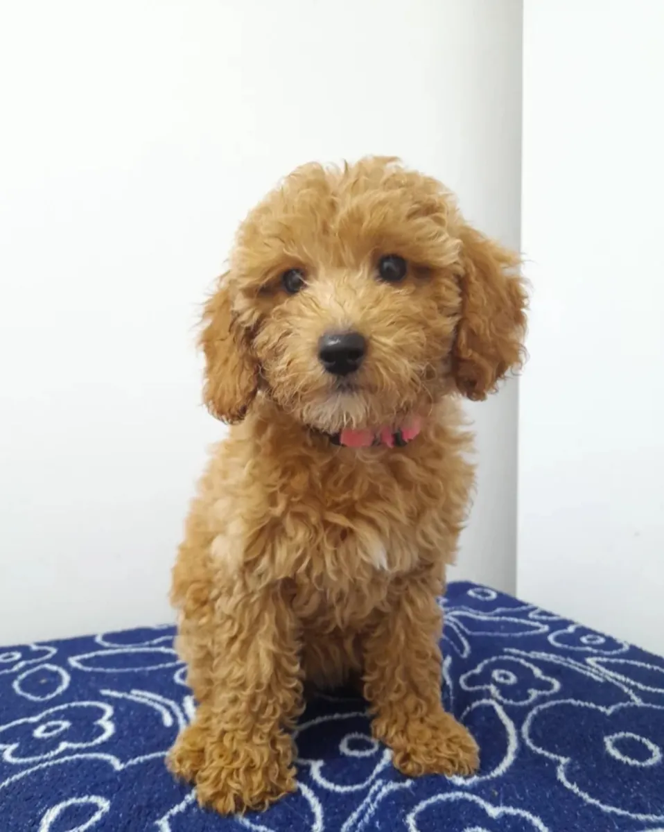 Beautiful miniature poodle puppies ready now