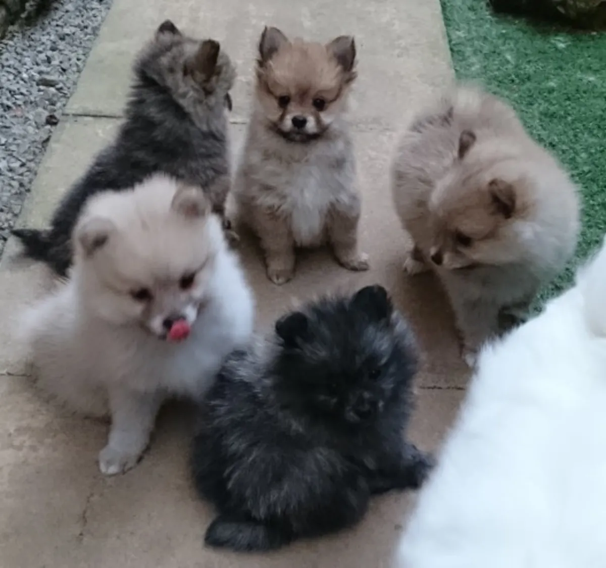 Listos ahora - Cachorros Volpino X Pomeraniano - Quedan 4 (barbarabetty@outlook.com)
