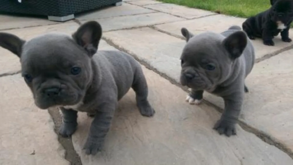 Cachorros de Bulldog Francés listos : barbarabetty@outlook.com