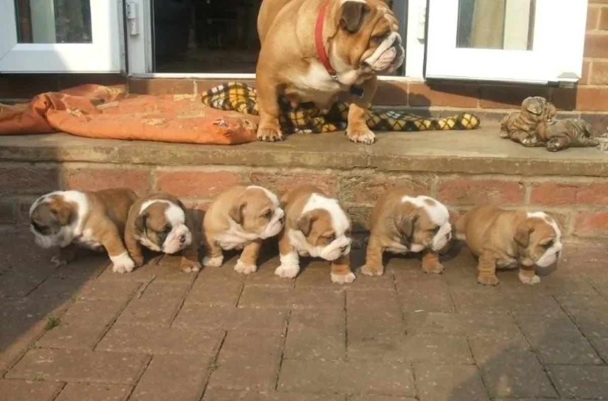 İngiliz Bulldog Yavruları Hazır