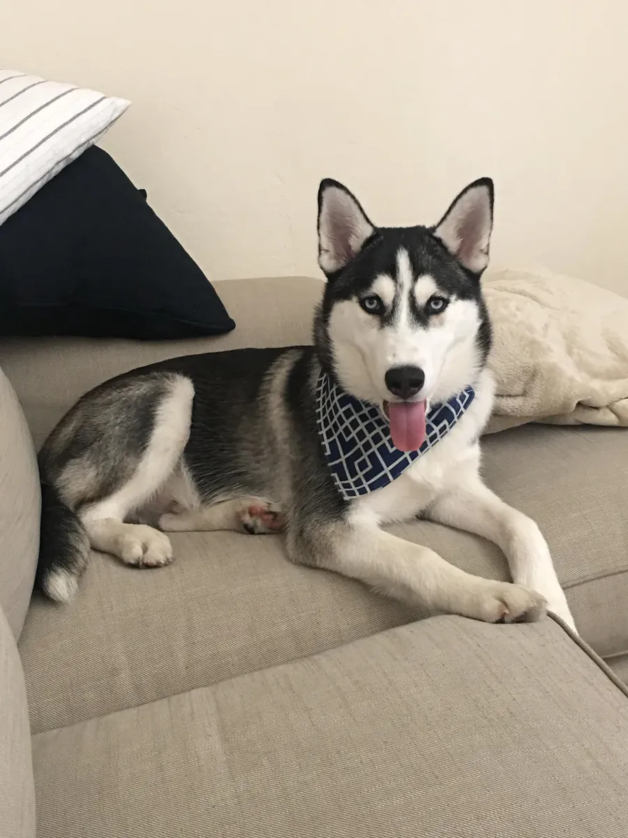 Hareketli bir hayata alışkın, dost canlısı bir Sibirya Kurdu