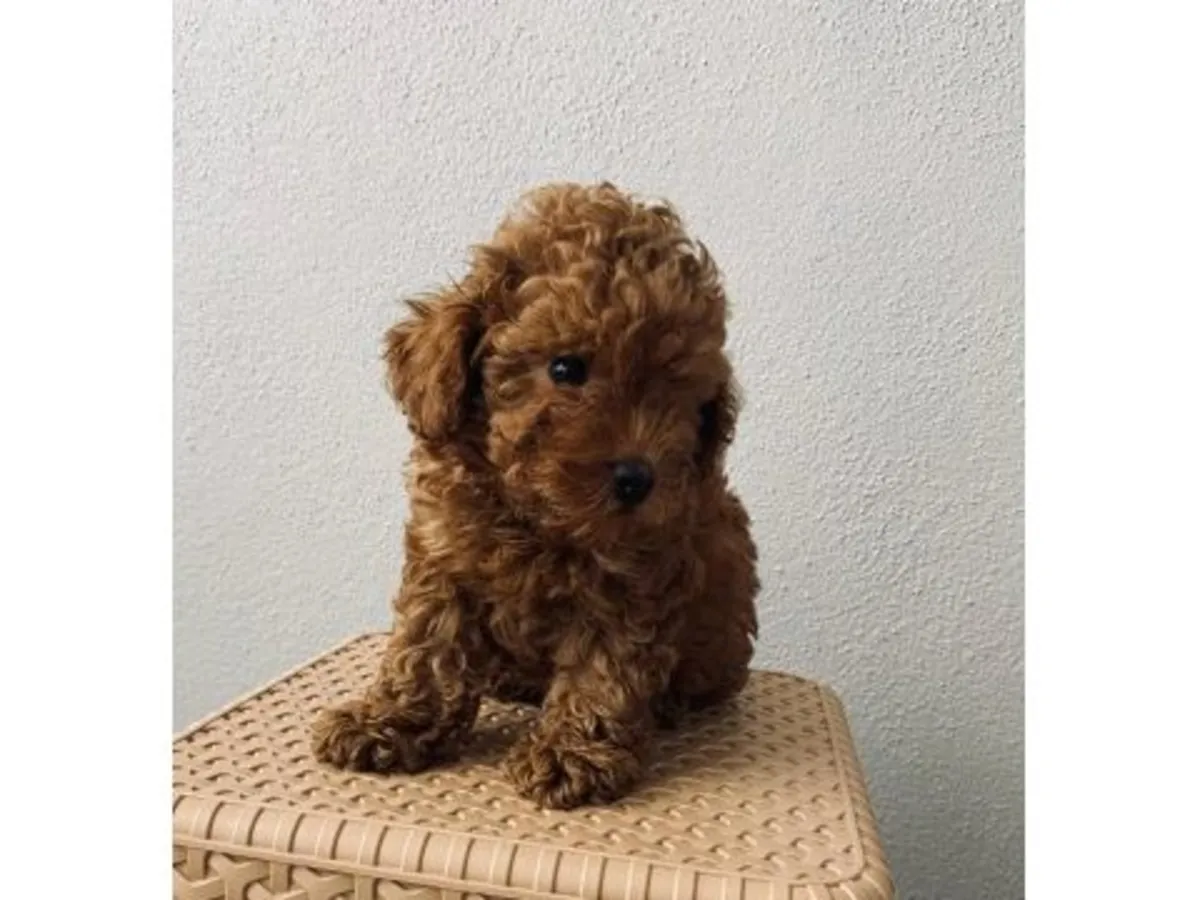 一只在人类居住地附近长大的棕色玩具贵宾犬