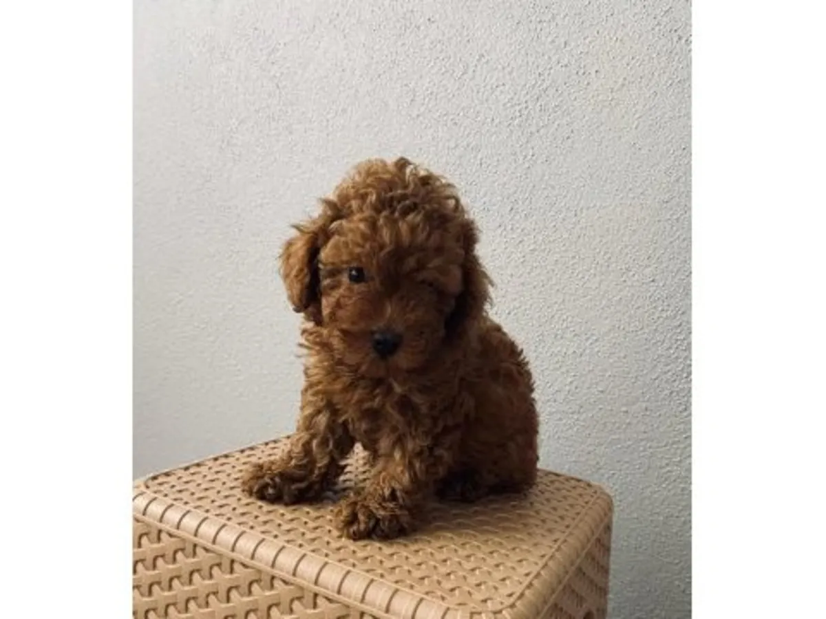 一只在人类居住地附近长大的棕色玩具贵宾犬