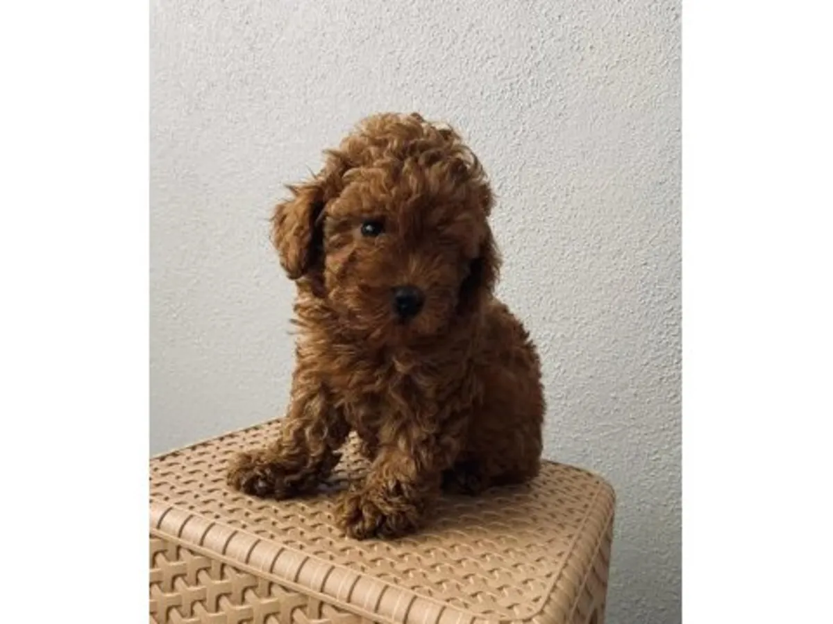 一只在人类居住地附近长大的棕色玩具贵宾犬