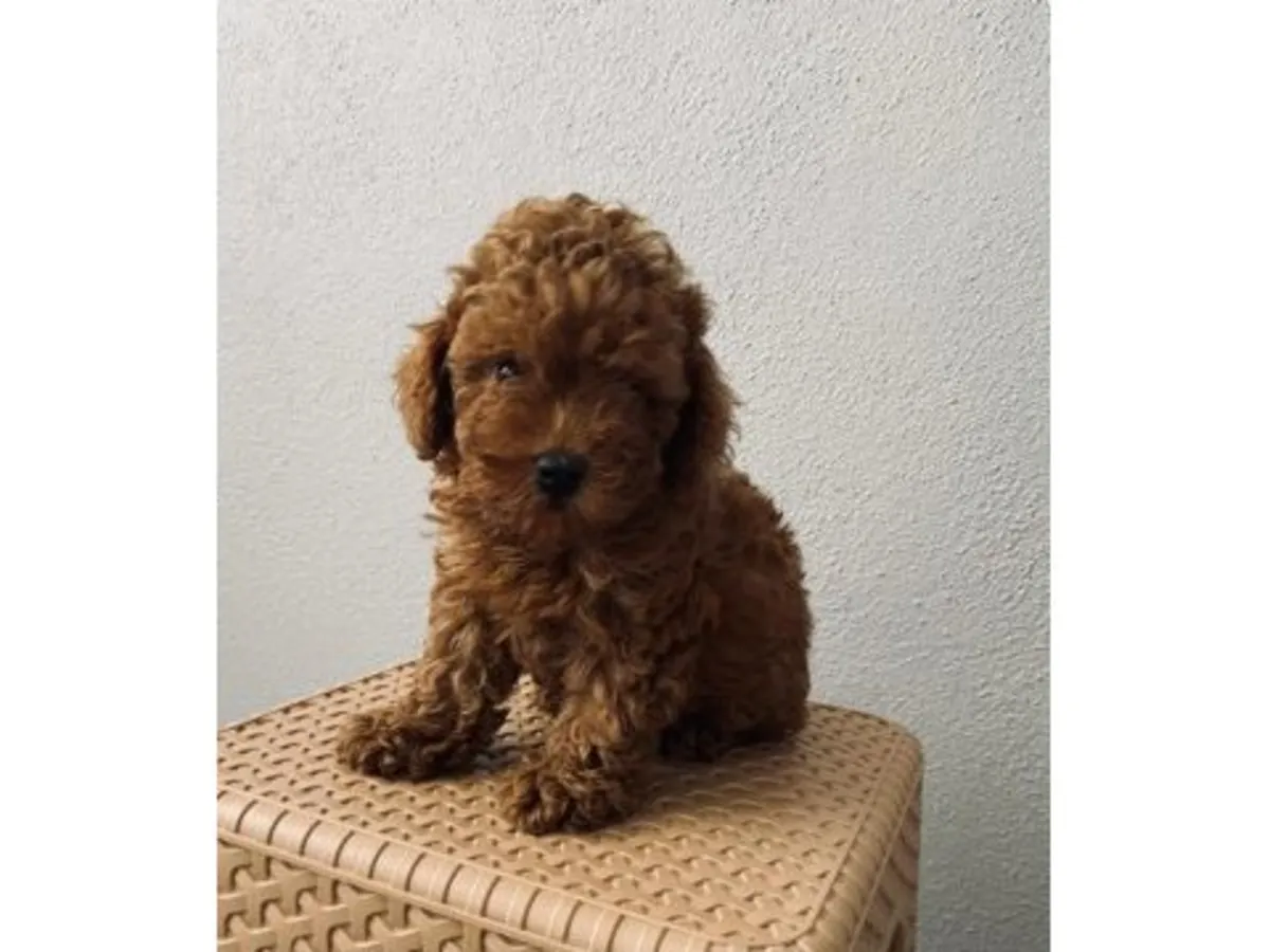 一只在人类居住地附近长大的棕色玩具贵宾犬